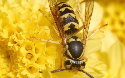 Insektenstiche – Was hilft wirklich? Empfehlungen von Hautärzten