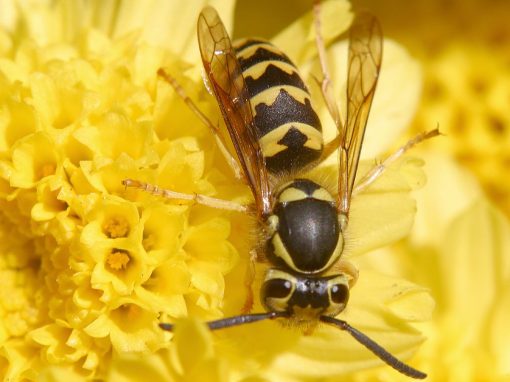 Insektenstiche Was Hilft Wirklich Empfehlungen Von Haut rzten