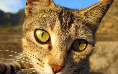Katzenpilz – Symptome und Behandlung