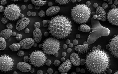 Heuschnupfen / Pollenallergie – Ursachen, Symptome & Therapie